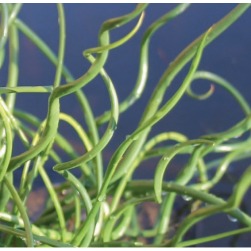 Corkscrew Rush (Juncus effusus spiralis) Wayside Water Gardens